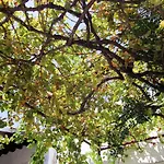 Hotel Gul Hanim House Boutique