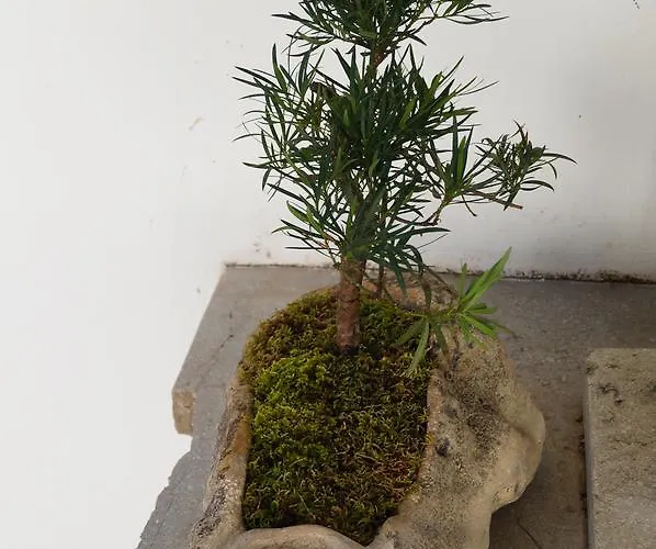 Gul Hanim House Boutique 3*