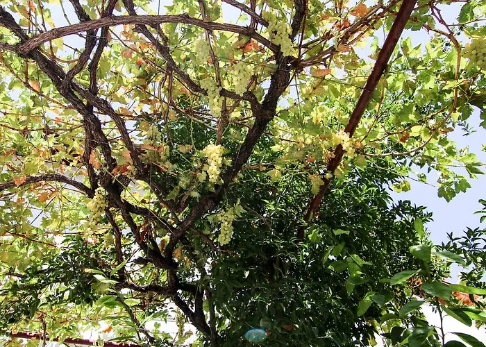 Gul Hanim House Boutique 酒店