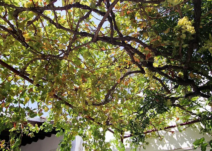 酒店 Gul Hanim House Boutique